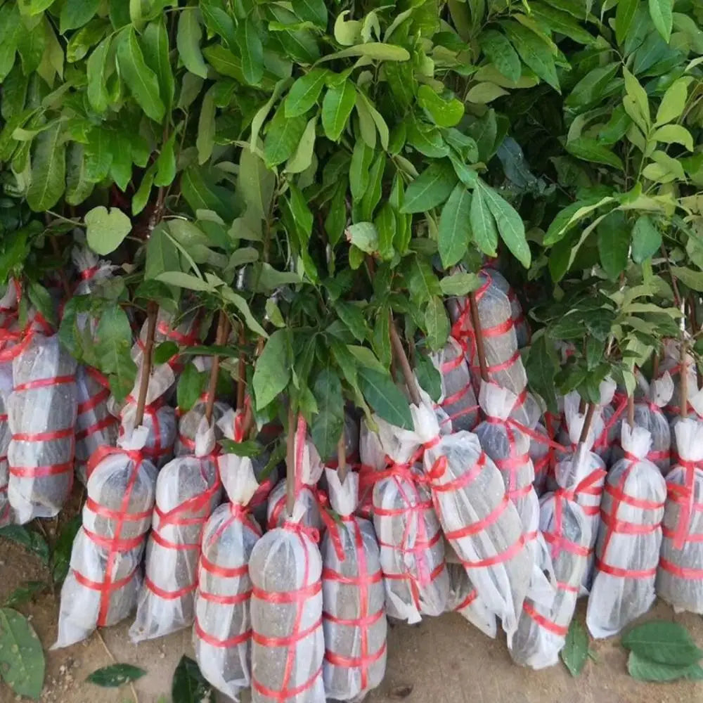 100Pcs Non-Woven Biodegradable Plant Nursery Bags for Garden