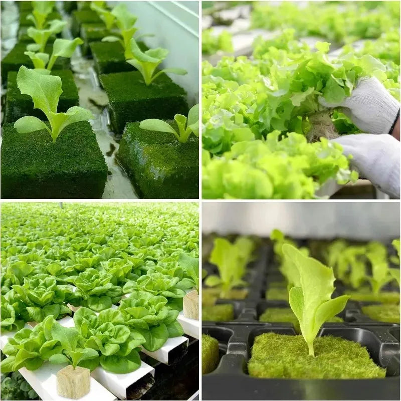 300/50Pcs Seed Grow Cubes Planting Sponge Rock Cotton Plugs