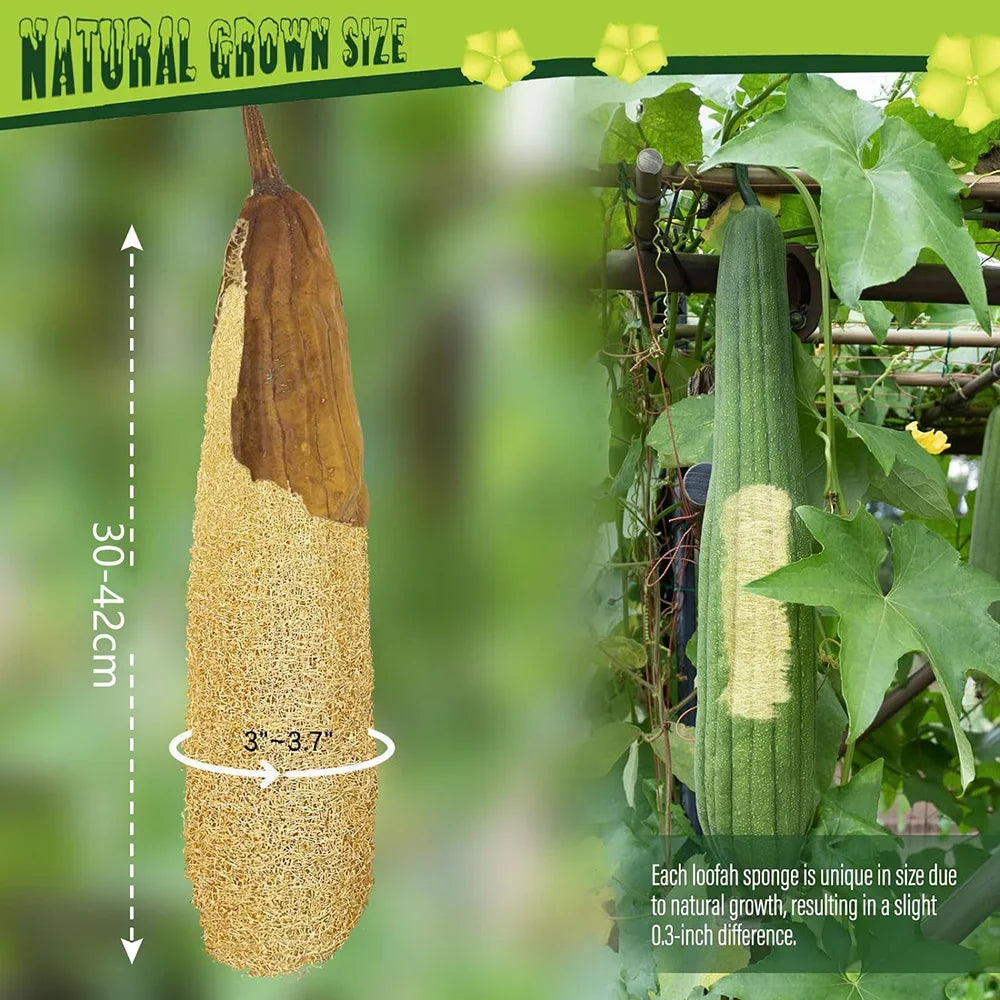 Whole Natural Organic Loofah Sponges for Exfoliating SPA Care