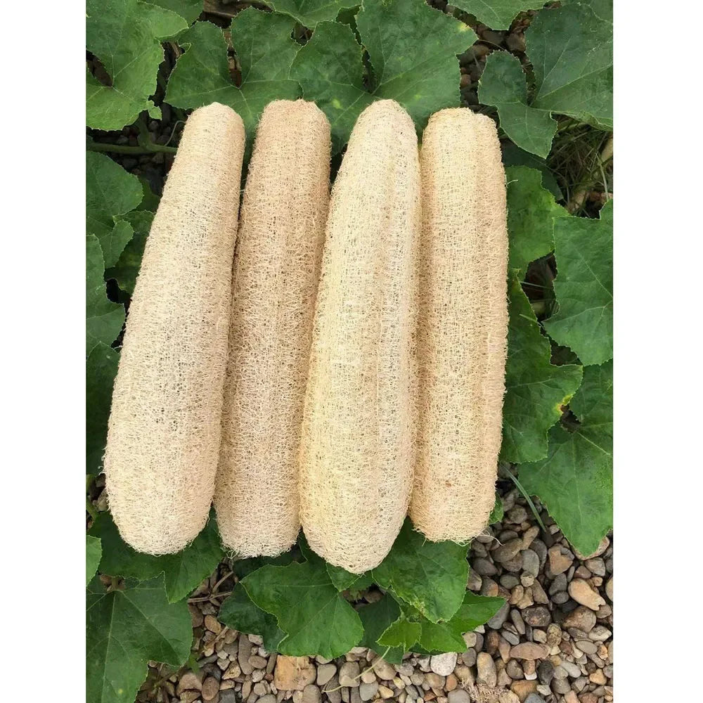 Whole Natural Organic Loofah Sponges for Exfoliating SPA Care